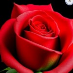 Profile picture of 